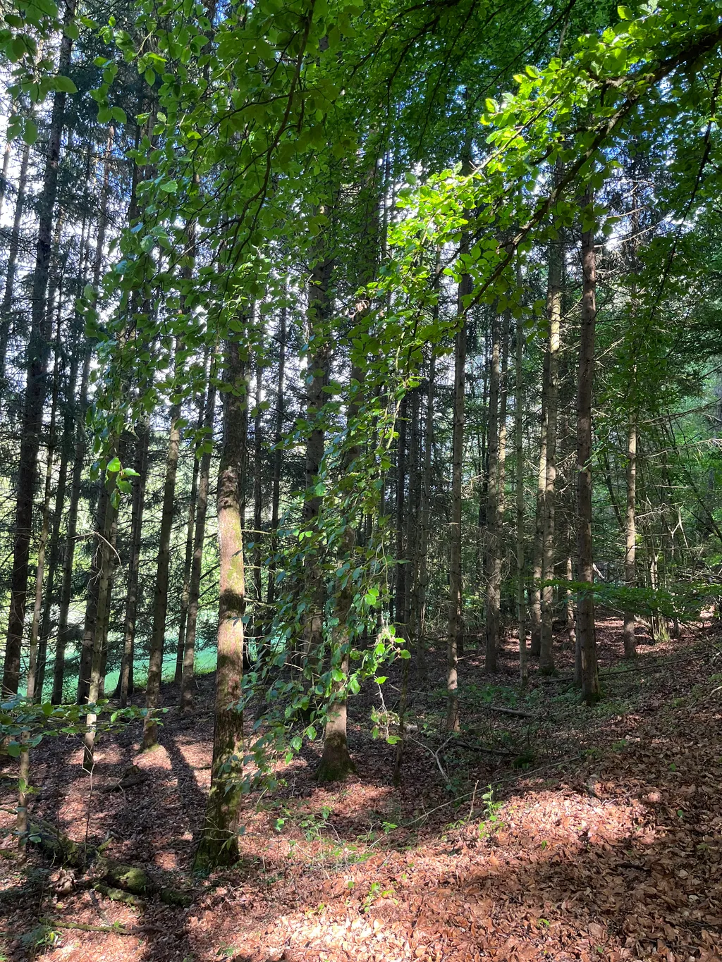 Naturstellplatz mitten im Grünen