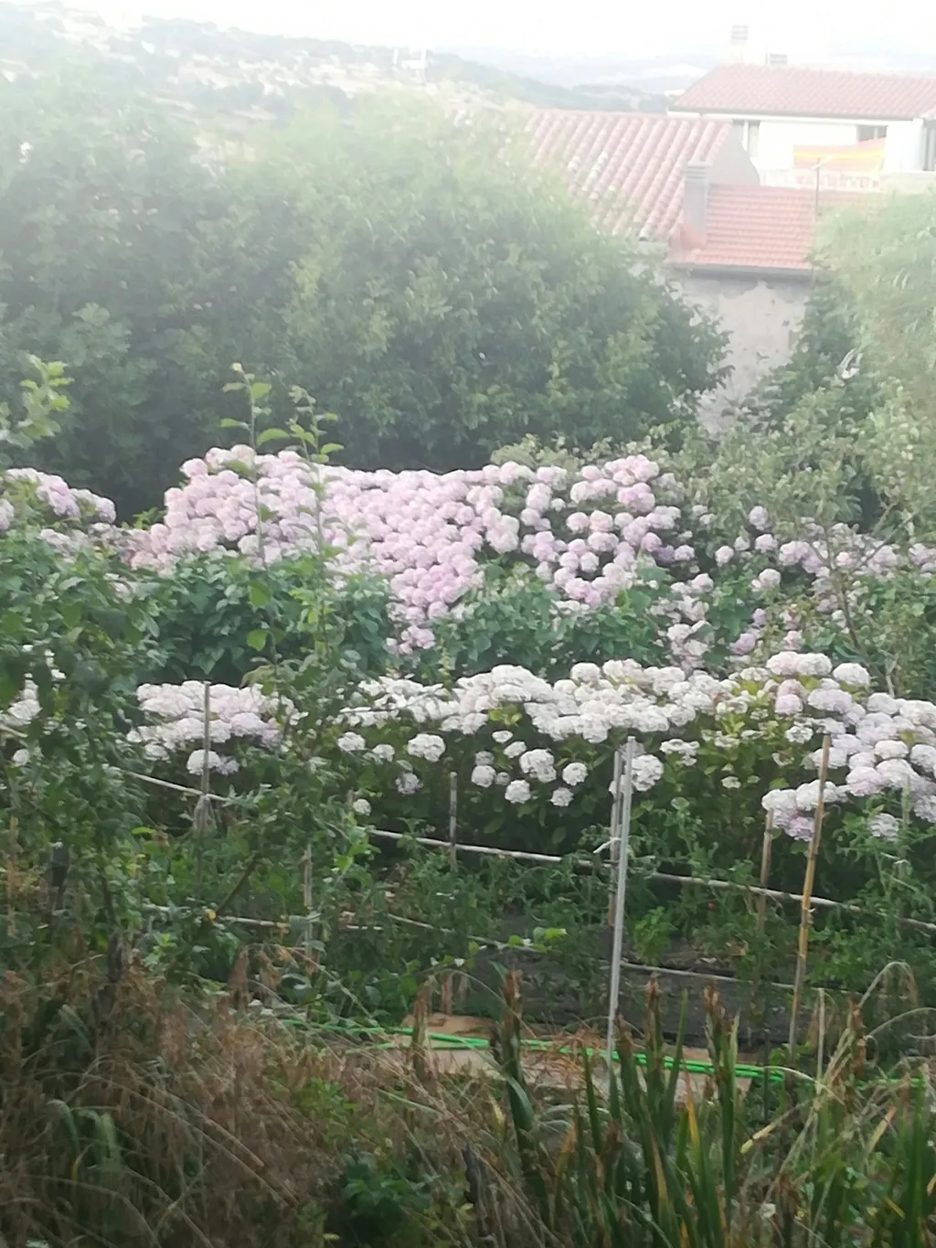 Il giardino delle ortensie