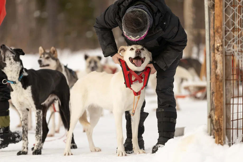 Huskies, Sauna und lokales Essen - ein Abenteuer