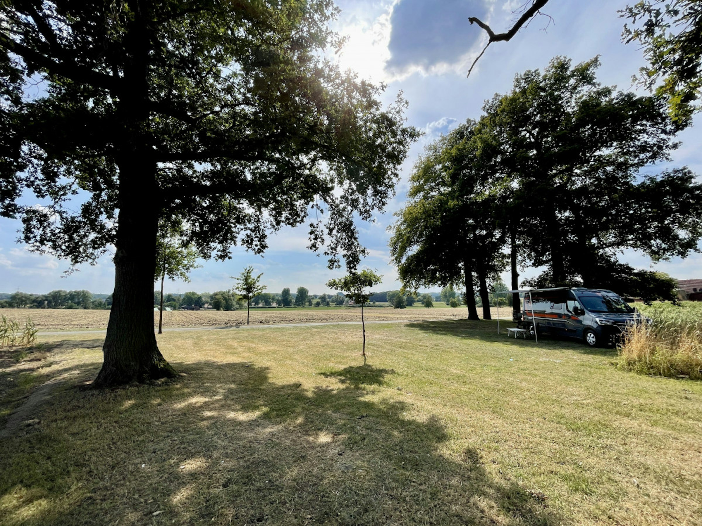 Baumgruppe umgeben von Feldern