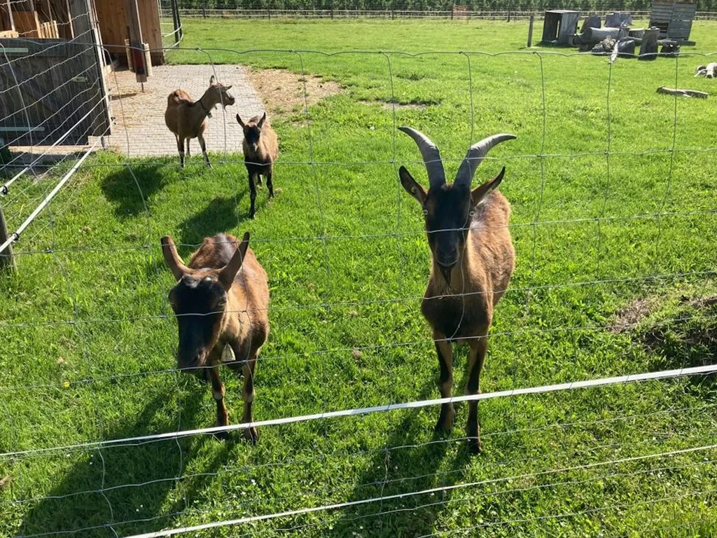 Abgelegene, ruhige Wiese