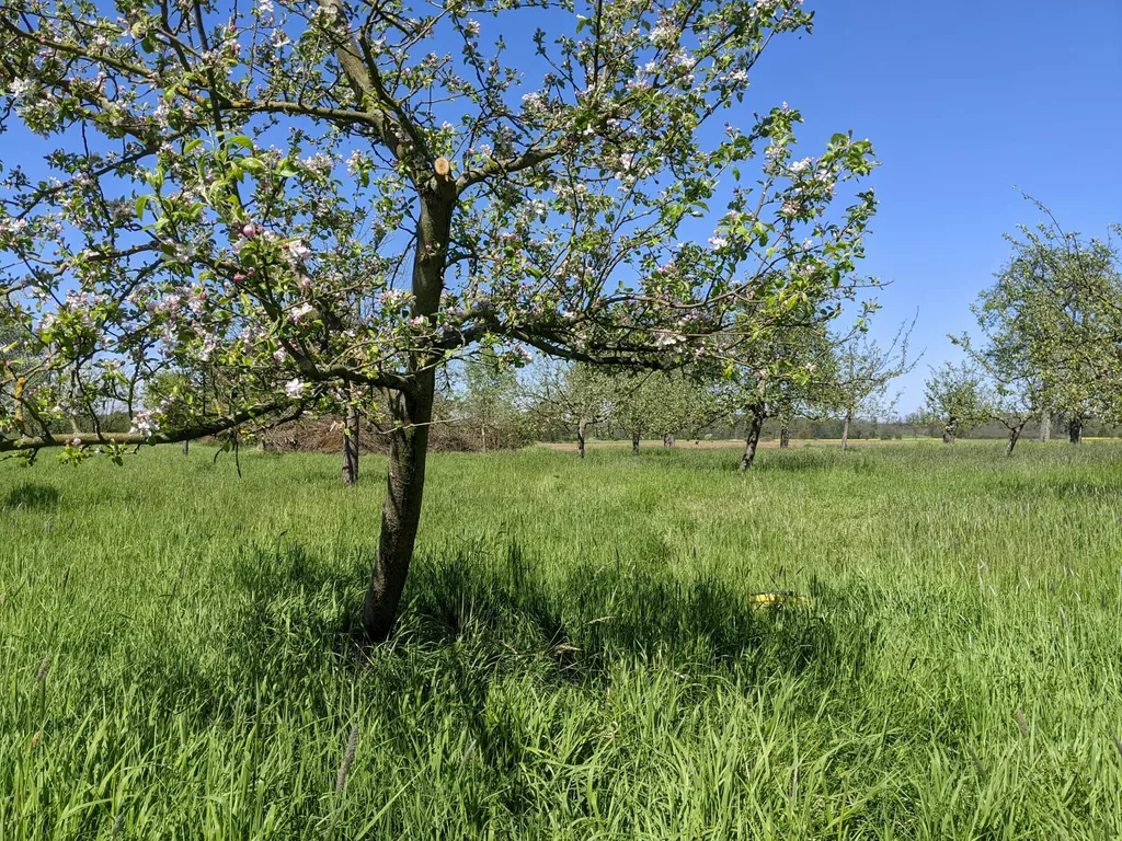 Obstwiese an der Oder (Zelt)
