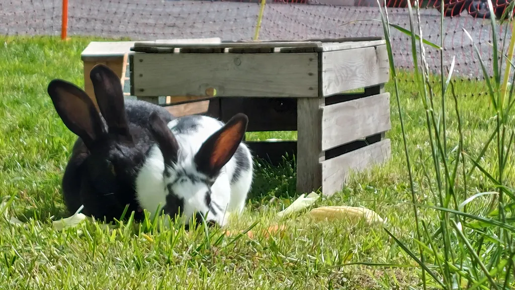 Unsere Hasen