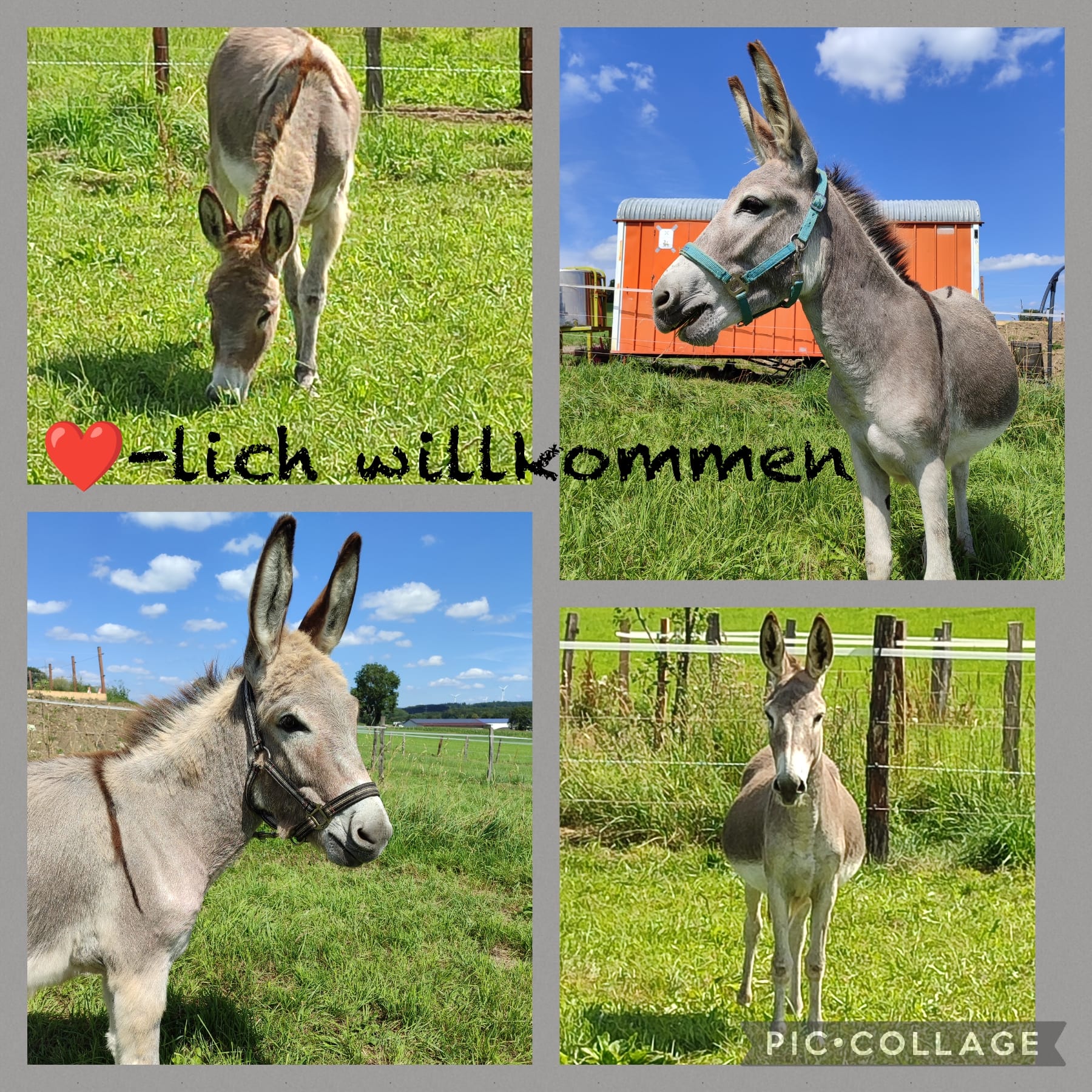 Kinderfreundliches Bauernhofcamping