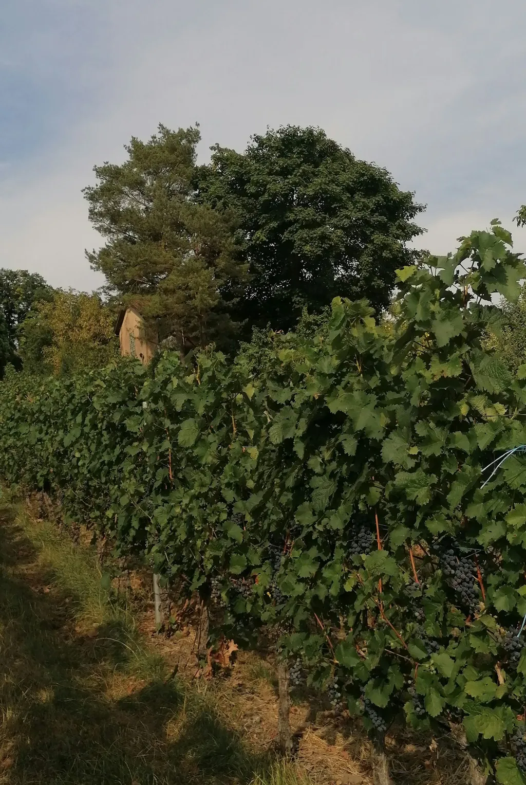 Wo's Blümle wächst