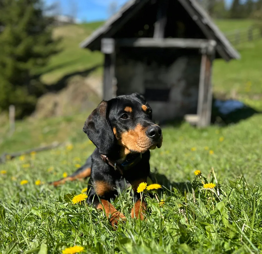 Profilbild von Roman