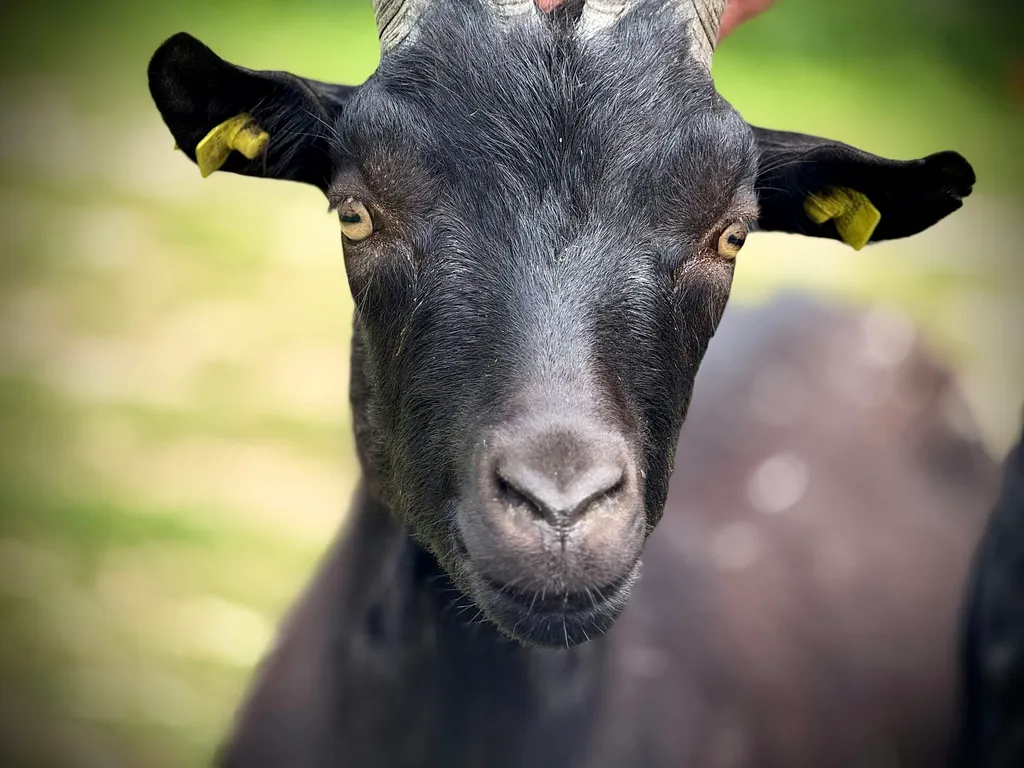 Au ❤️ du Valais, avec des animaux !