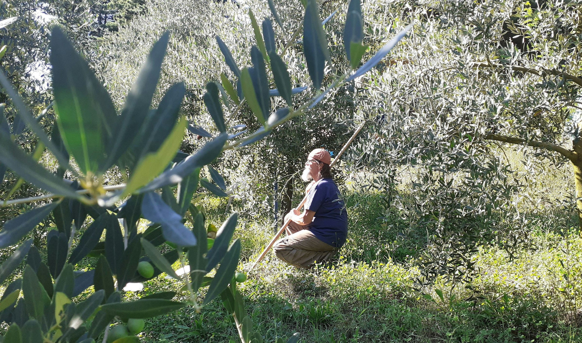 L'oliveraie Taurine et permaculture.