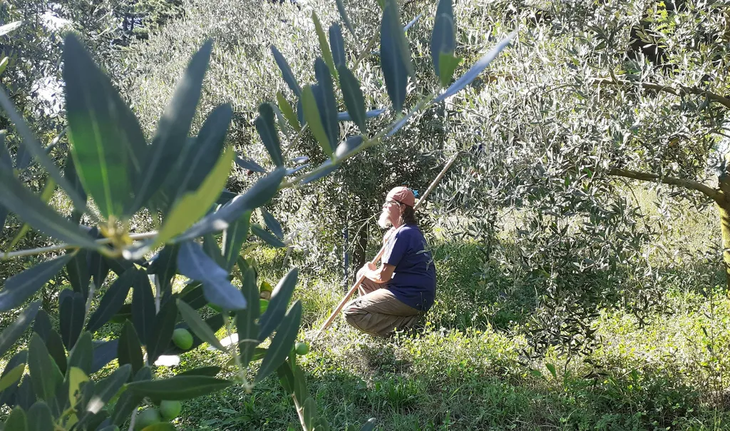 L'oliveraie Taurine et permaculture.