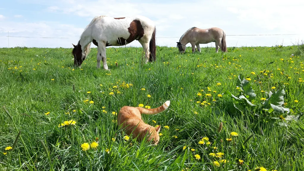 Zelten auf dem Pferdehof