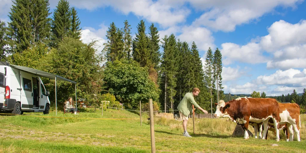 Plätzchen an der Sommerweide