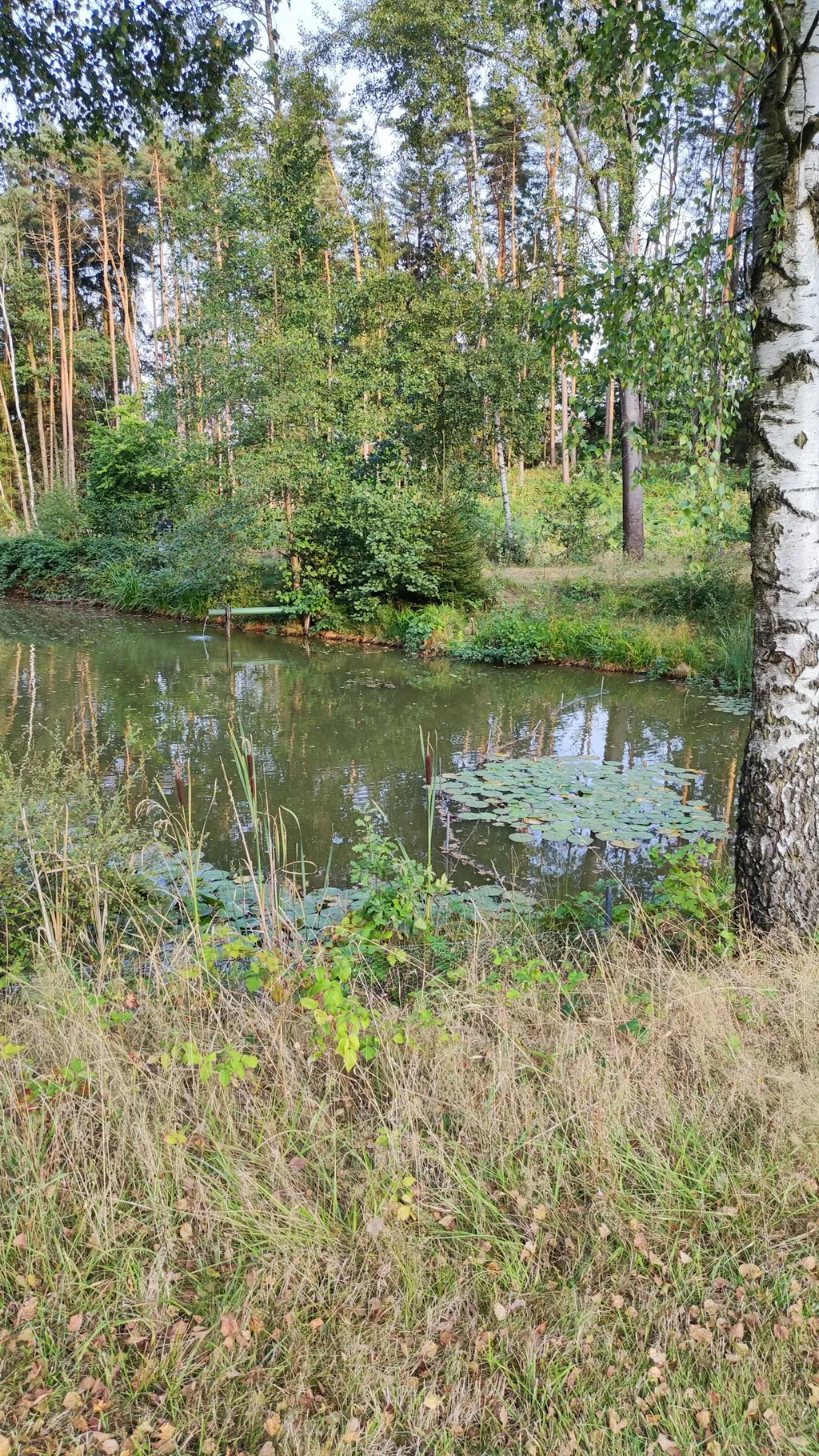 Abgelegene Wiese am Fischweiher