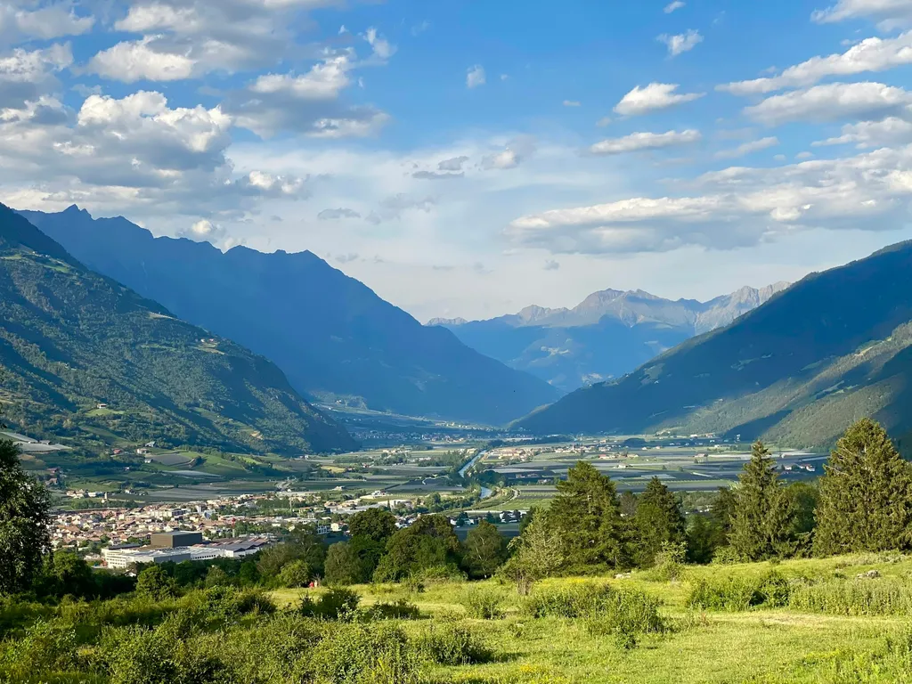 Mein steinalter Birnbaum