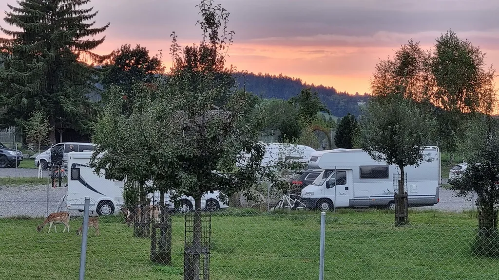 Hirschpark live - Nah am Wild sein