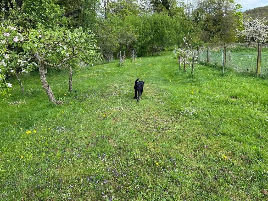 Les chiens sont les bienvenus:)