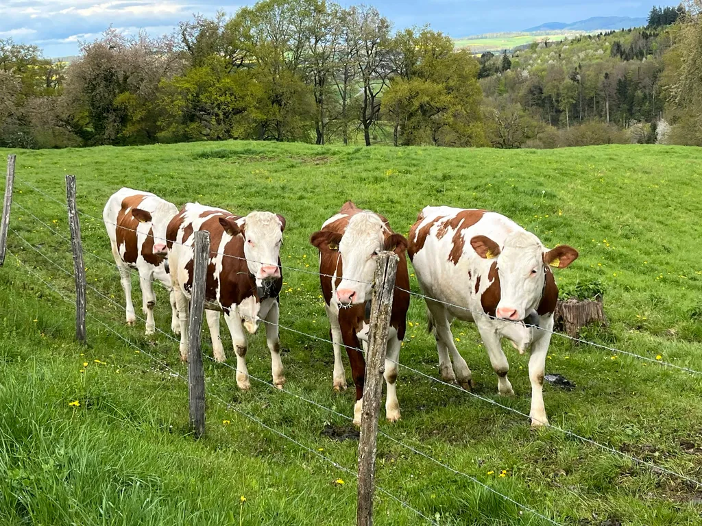 Les animaux présents parfois ;)