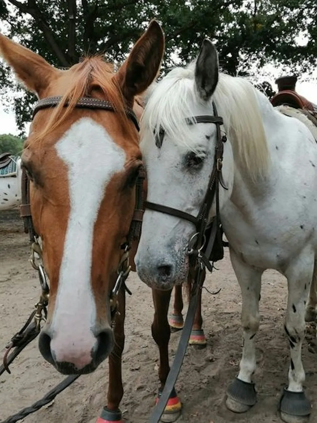 Schäferwagen auf dem Ponyhof