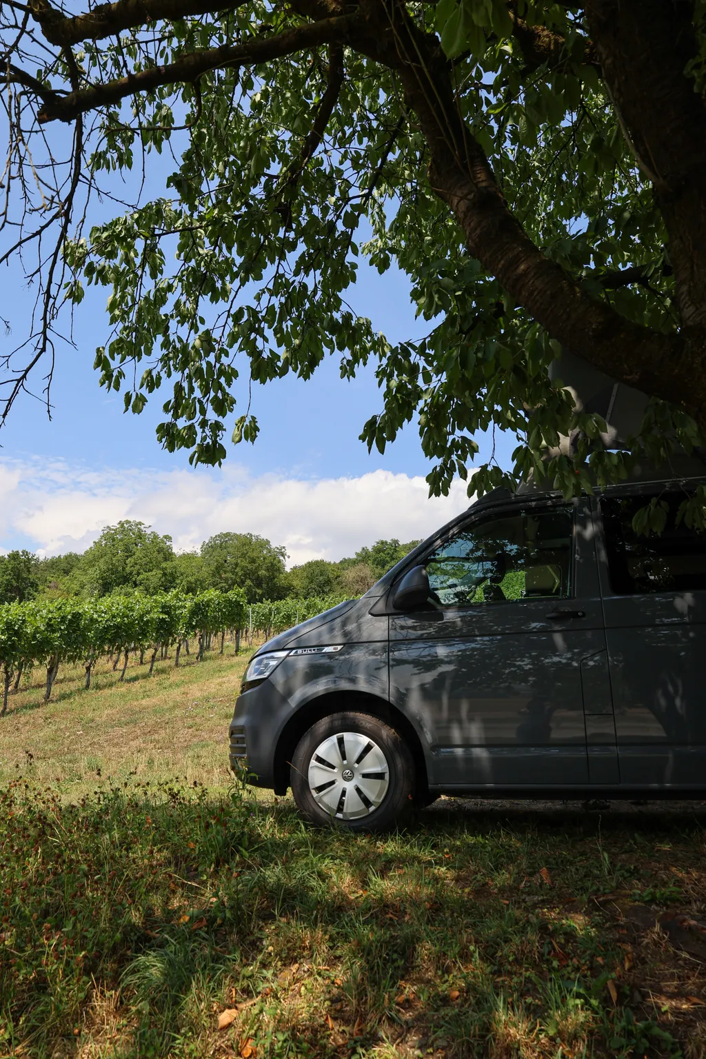 Besuch auf dem Weingut unter einem Kirschenbaum