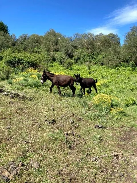 Parco dell´Etna