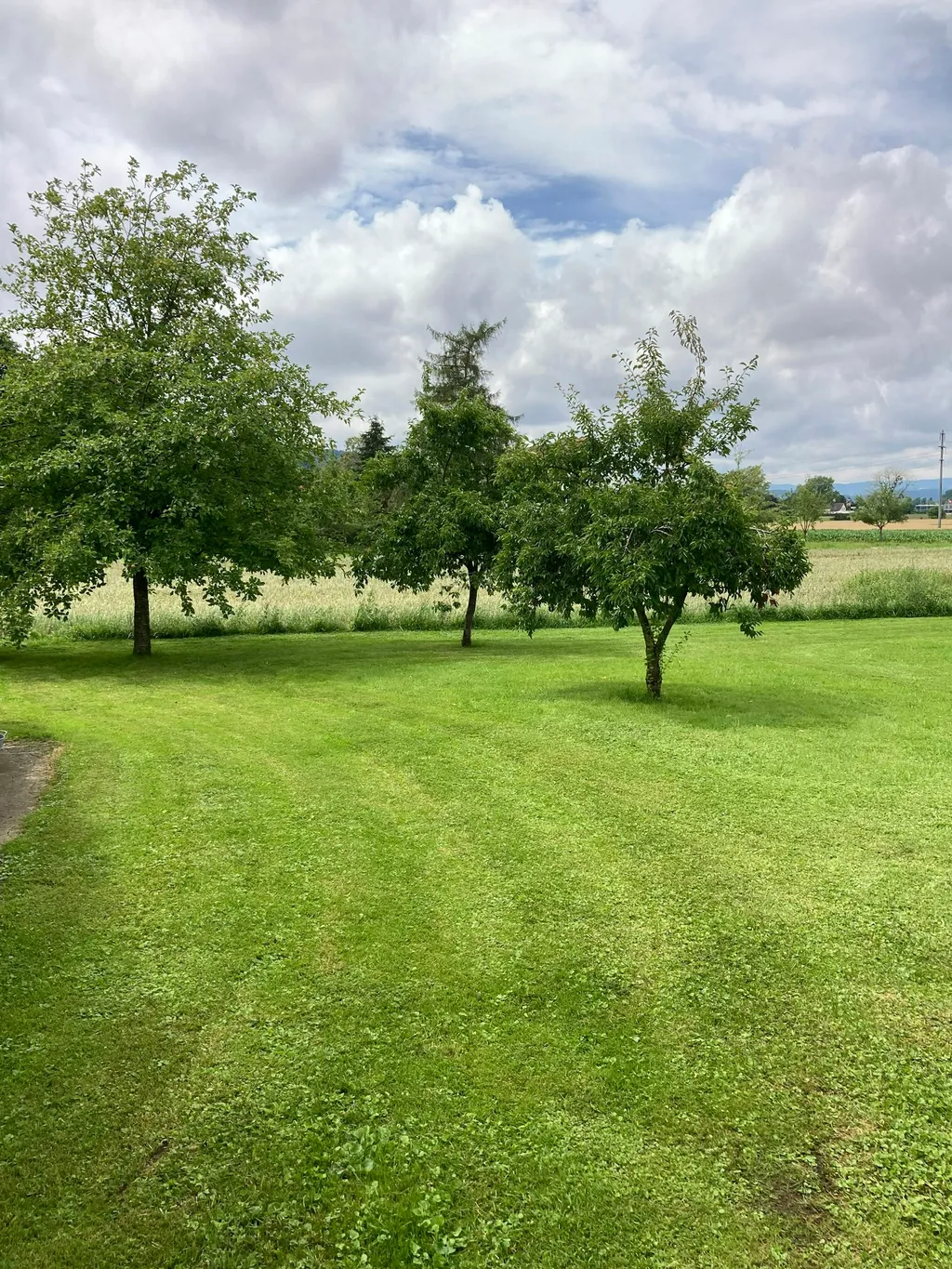 Campingwiese mit Bäumen...