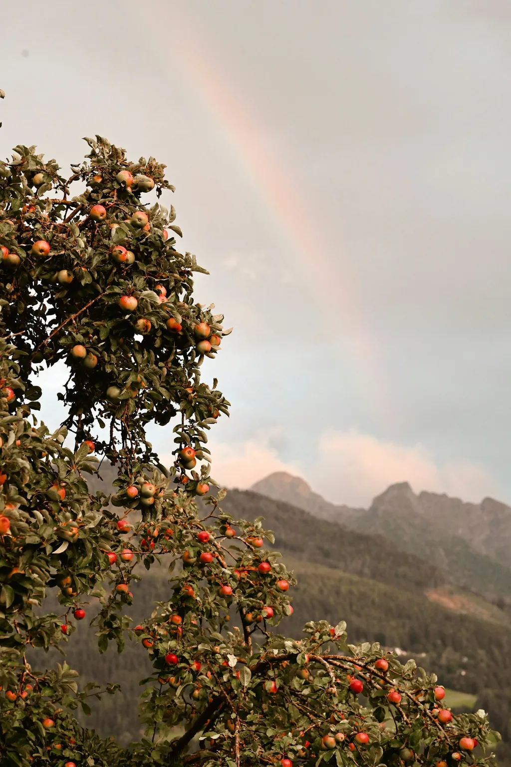 Chill.Platz mit Feuerstelle & Sauna
