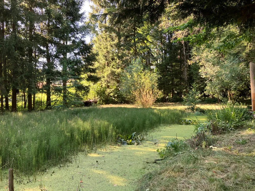 Naturteich mit dichter Ufervegetation – Der kleine Teich ist bewusst naturbelassen und von Bäumen, Wiese und viel Grün umgeben.