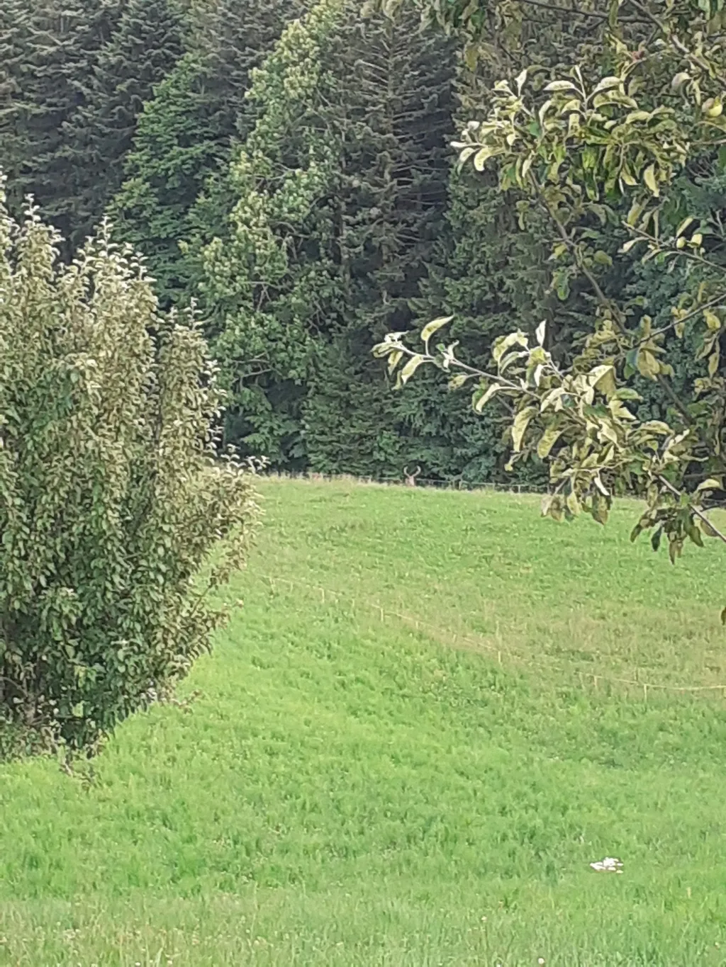 Emmental Eifach