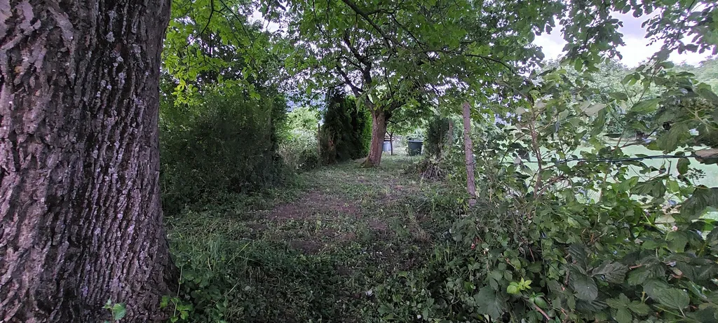 Sunset unterm größten Nussbaum