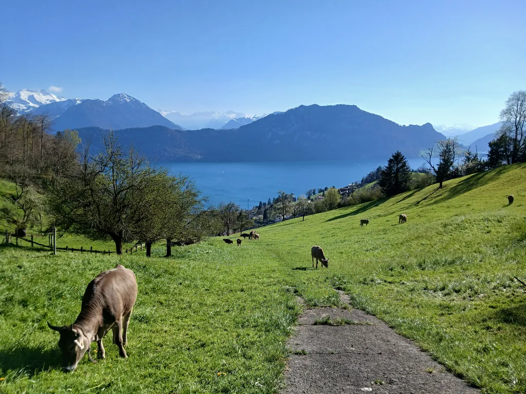 Aussicht auf Alpen & Vierwaldstättersee in Weggis