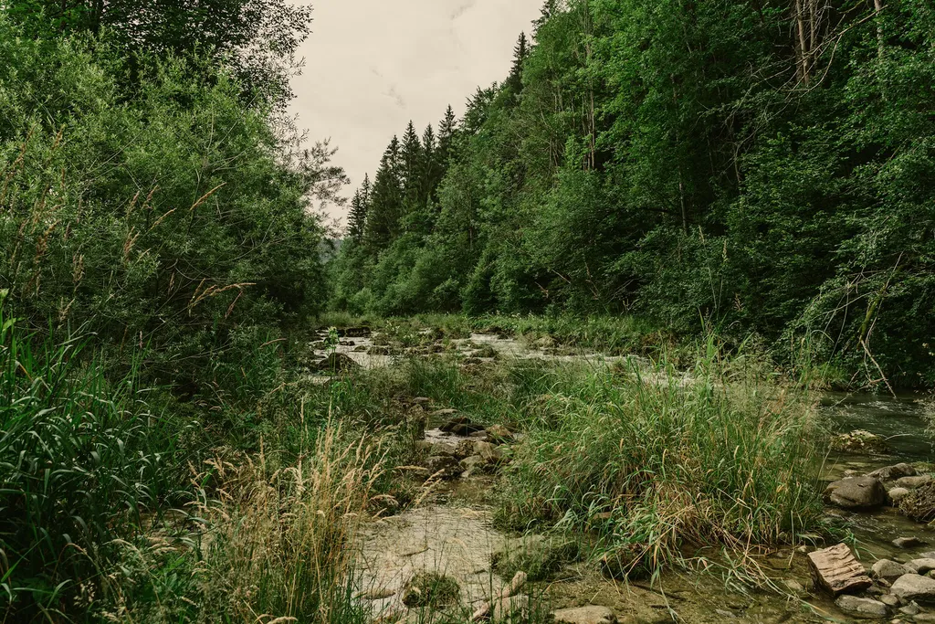 Hinter Weidli an der Sihl