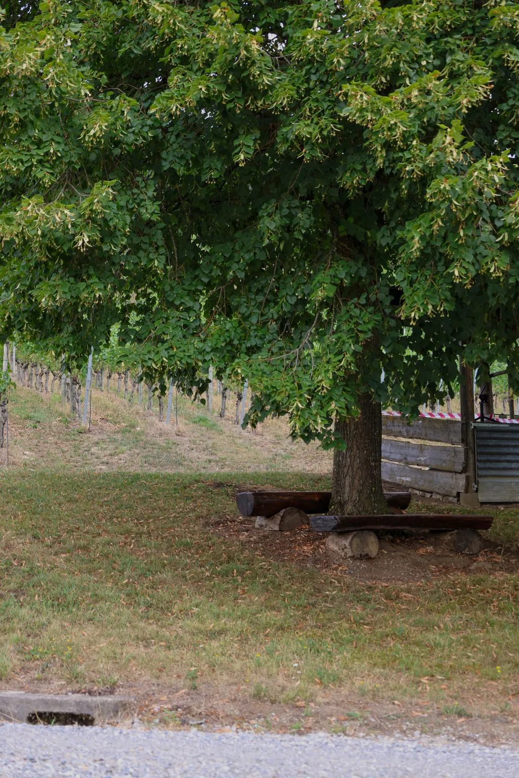 Besuch auf dem Weingut unter einer Linde