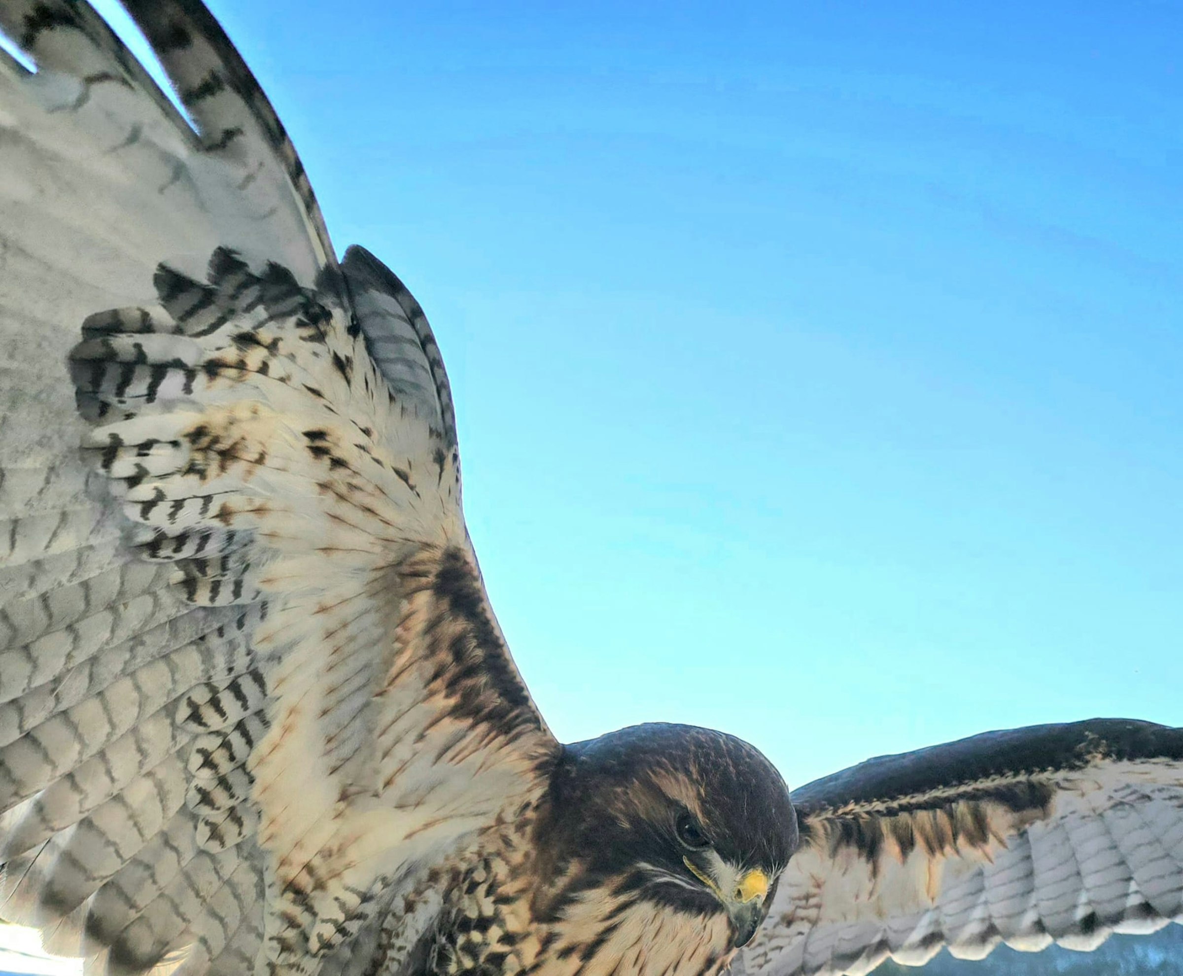 Auszeit auf der Wildtier-Alm