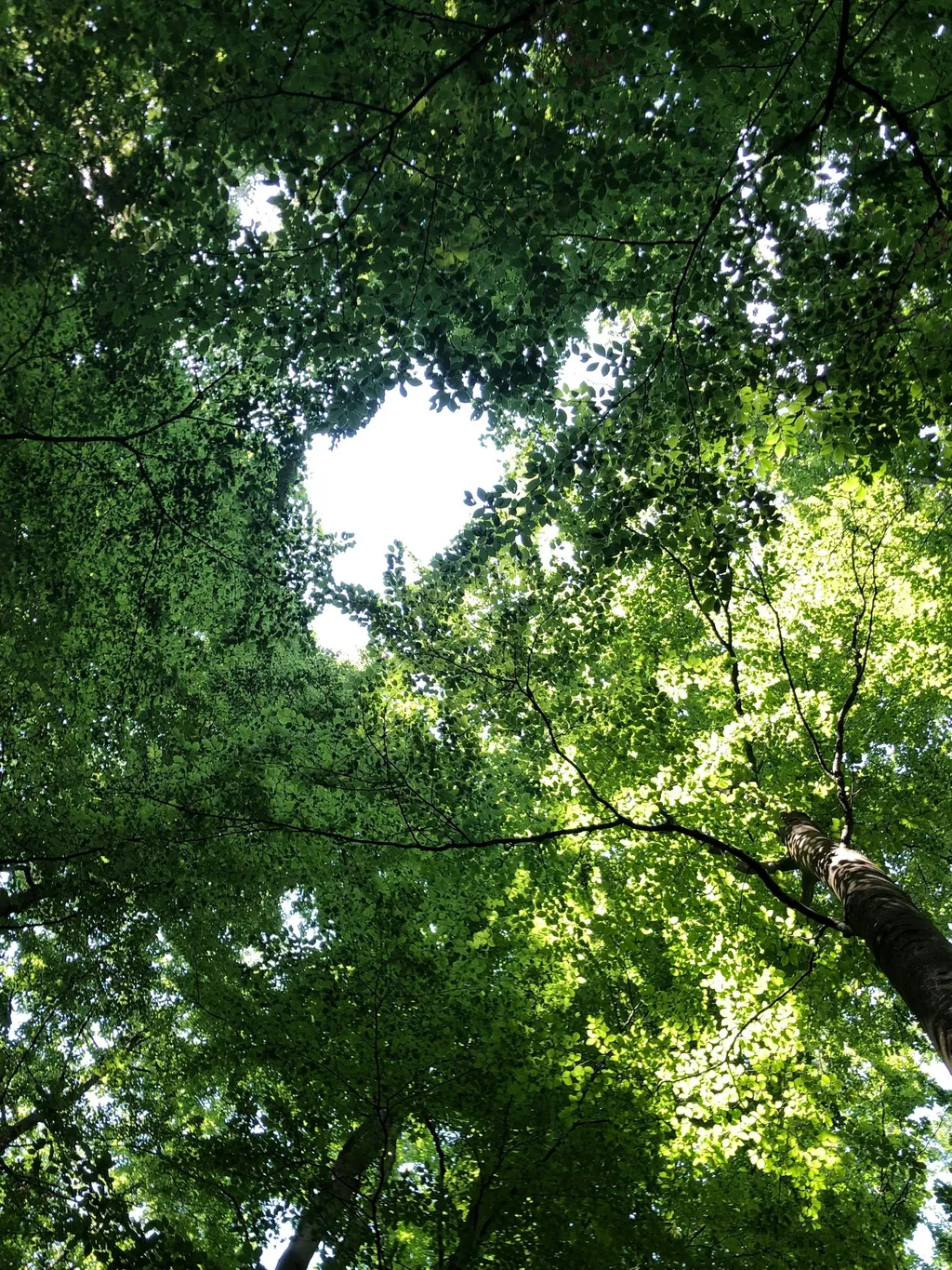Schweben im Buchengrün