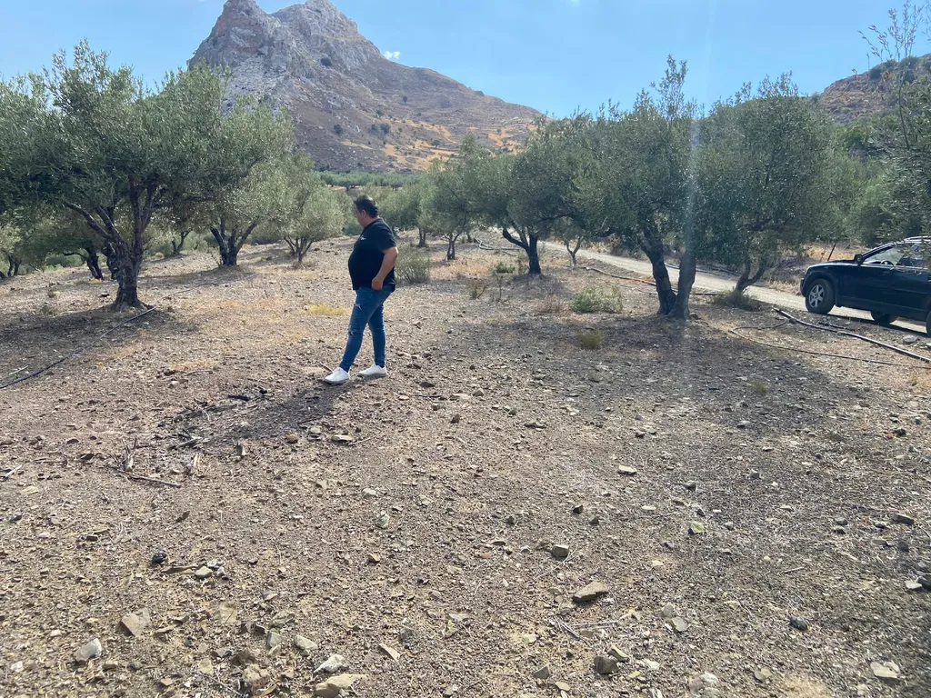Südkreta, Olivenhain mit Meerblick