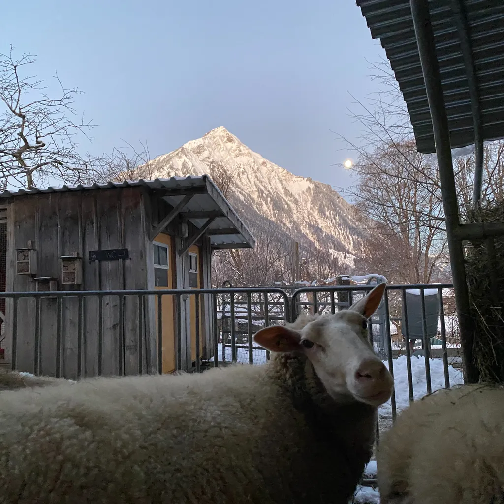 Guided tour of the farm animals (1 hour)