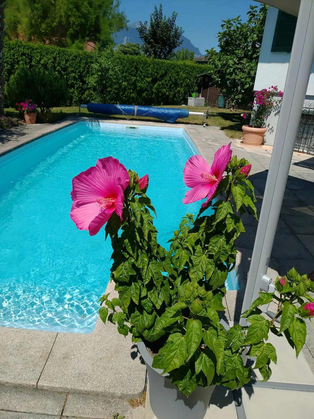 Jardin avec piscine