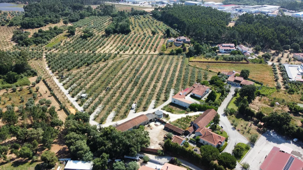 Camp in an Olive Grove & Tour our Historic Mill