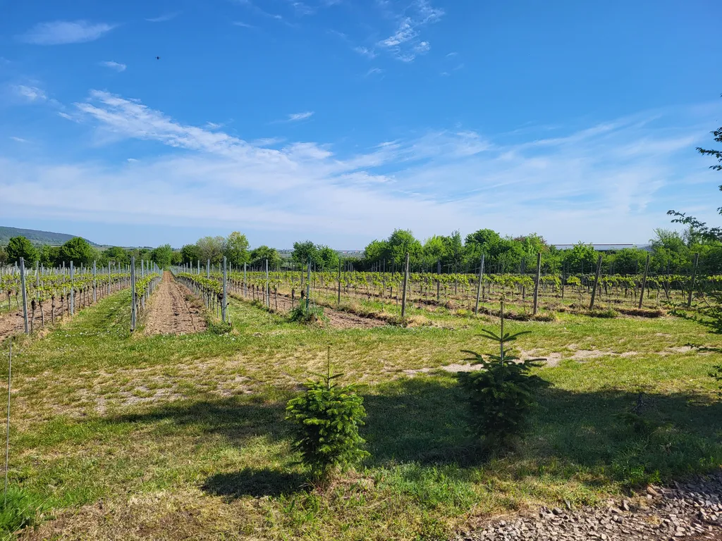 Blick nach Norden über die Weinberge