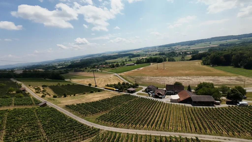 Besuch auf dem Weingut unter einem Kirschenbaum