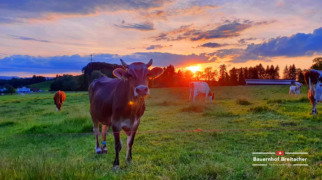 Direkt in der Nachbarschaft befinden sich ein Pferdehof sowie ein Bauernhof mit Kühen. In dessen Hofladen gibt es das beliebte Bauernhofglace in unzähligen Sorten.