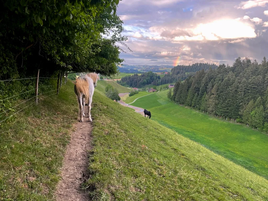 Wo Rehe weiden & der Kuckuck ruft