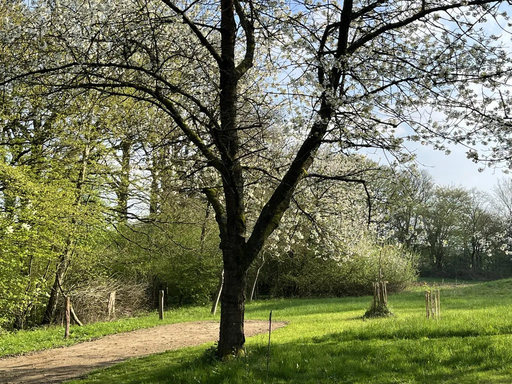 Obstwiese in der Kirschbaumblüte