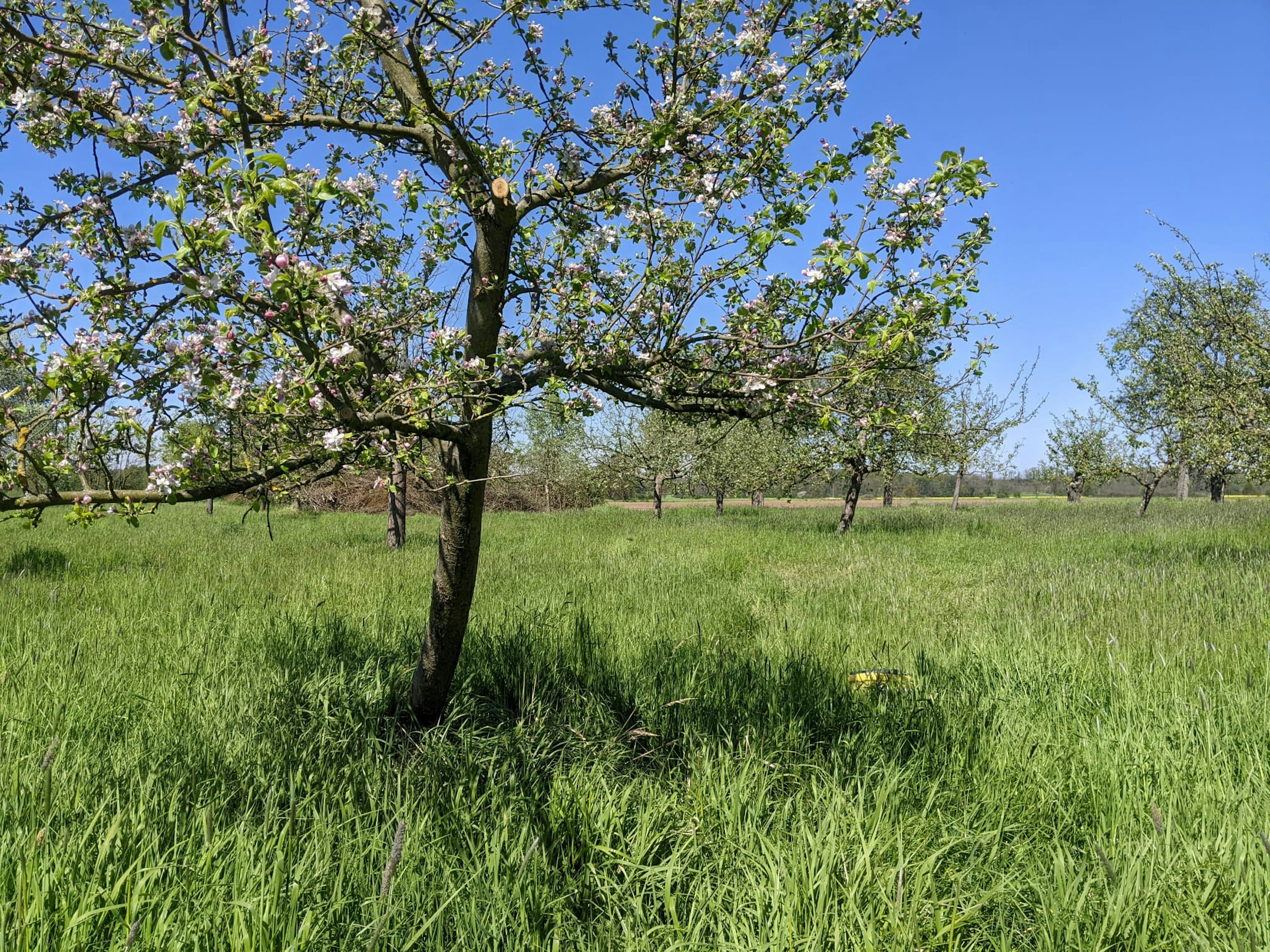 Obstwiese in Alleinlage an der Oder