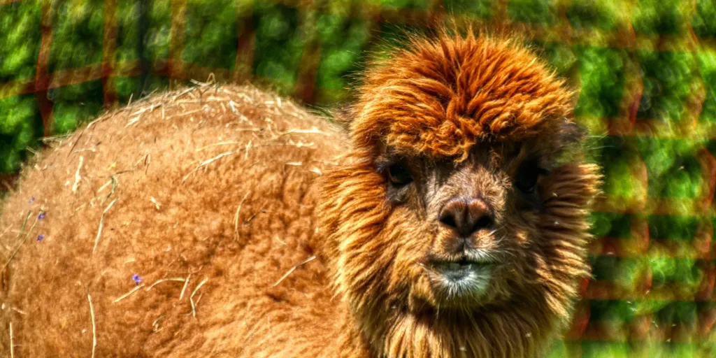 Bayrischer Wald - Sumava - Outback