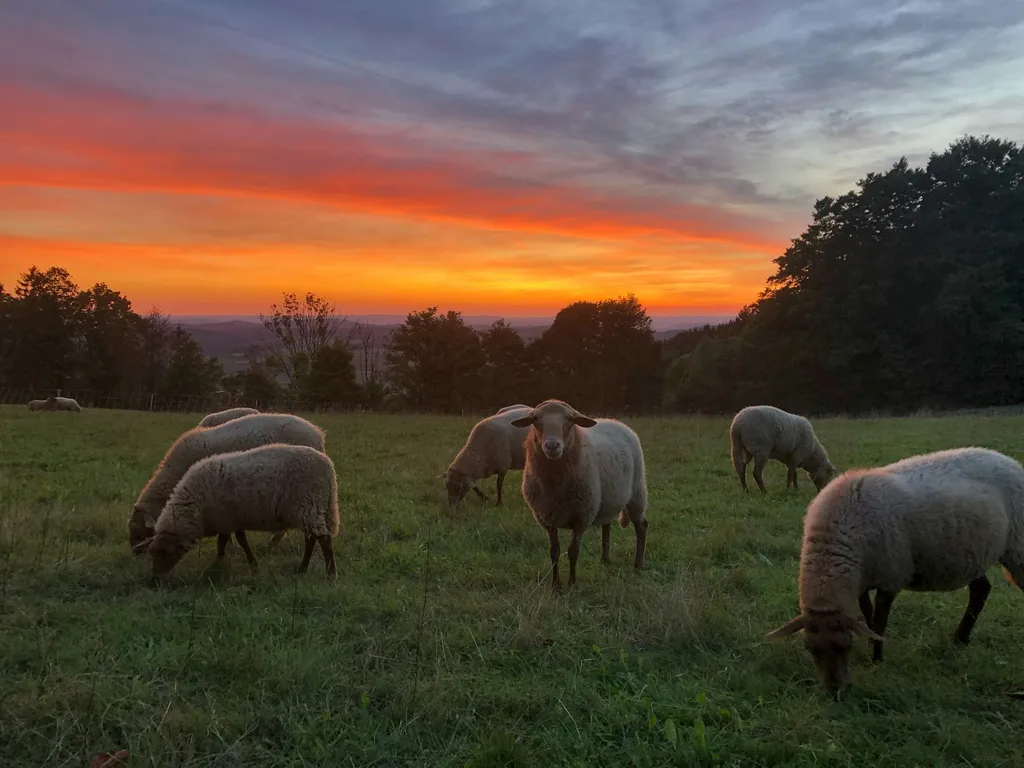 Auf der Alm im Frankenwald