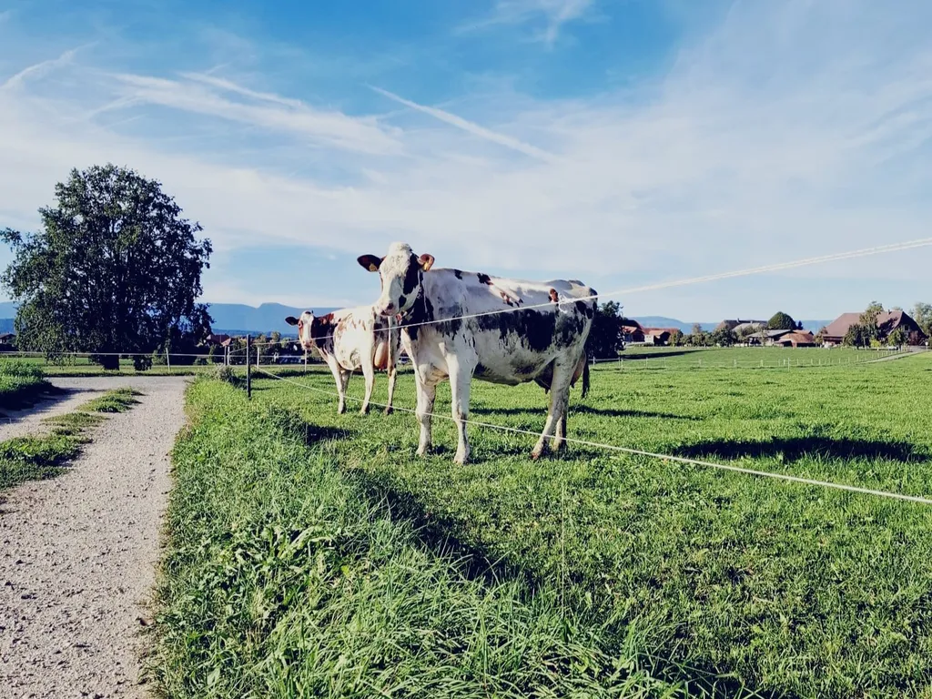 Naturcamping Oberfeld – Ruhe & Bergpanoramablick