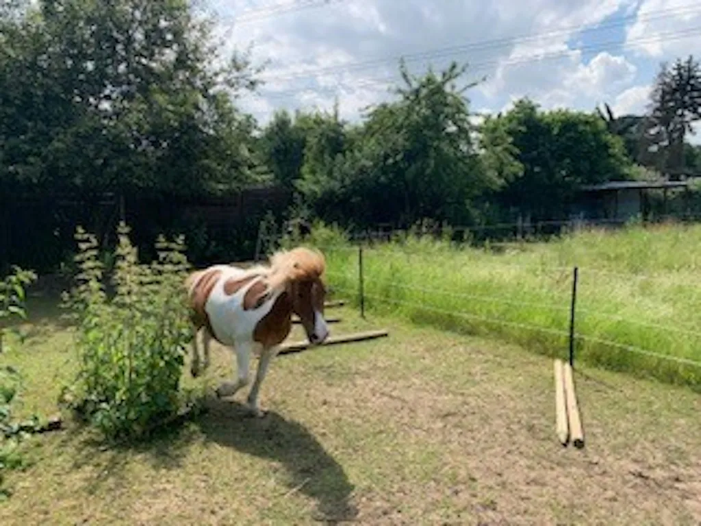 Freizeitgrundstück mit Ponyhaltung
