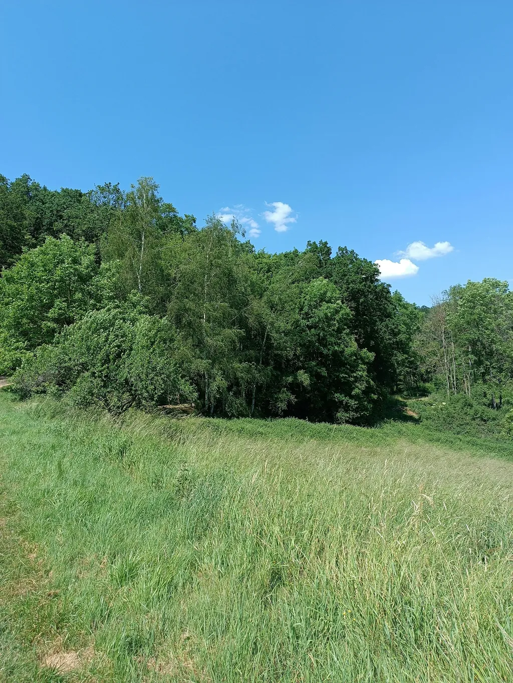 Waldwiese im Hunsrück / Soonwald