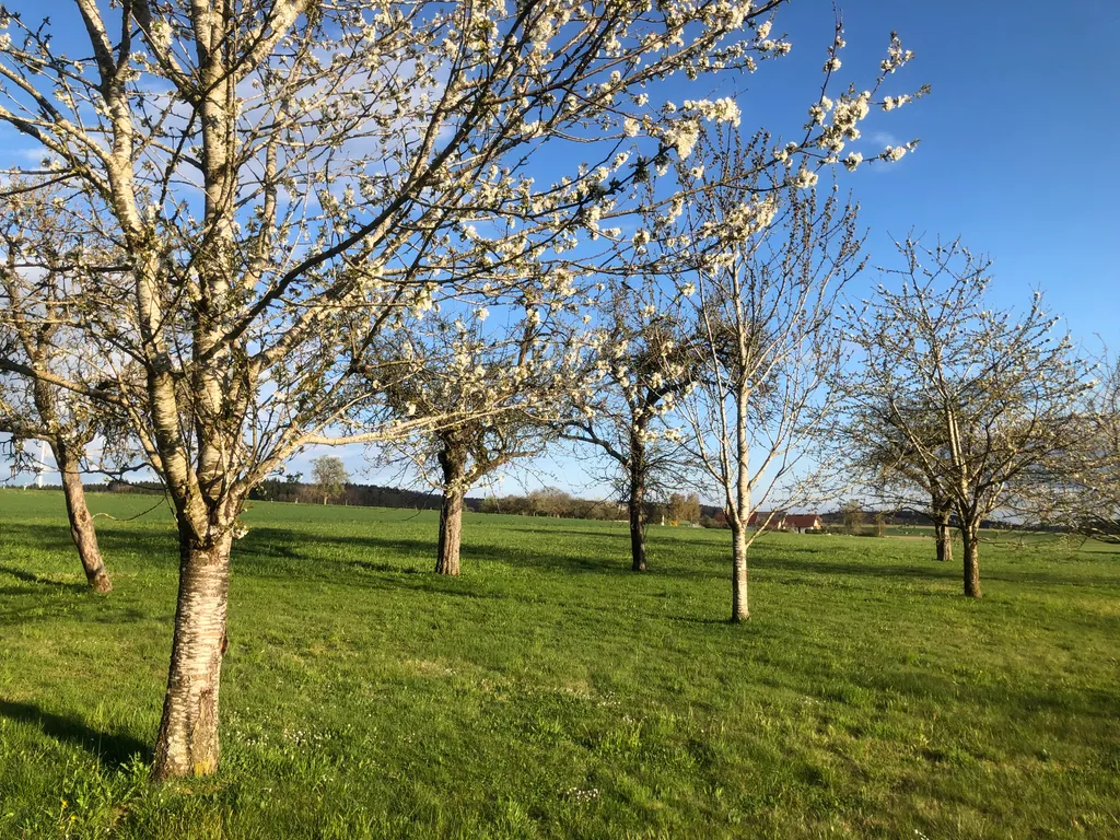 Obstwiese mit Weitblick am Waldrand