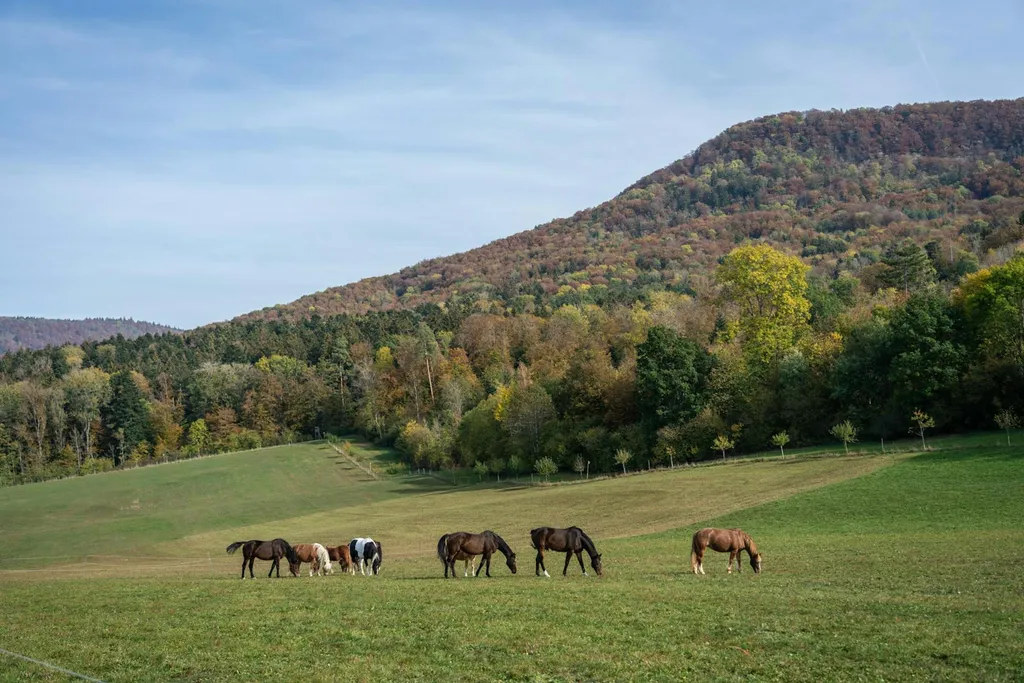 Campen auf dem Wetzenhof